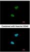 NIMA Related Kinase 11 antibody, NBP2-19509, Novus Biologicals, Immunofluorescence image 