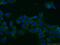 TNF Superfamily Member 10 antibody, 17235-1-AP, Proteintech Group, Immunofluorescence image 