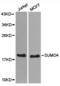 Small Ubiquitin Like Modifier 4 antibody, TA327517, Origene, Western Blot image 