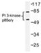 Phosphatidylinositol 3-kinase regulatory subunit alpha antibody, AP01368PU-N, Origene, Western Blot image 