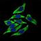 Dynactin Subunit 4 antibody, NBP2-37399, Novus Biologicals, Immunofluorescence image 