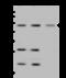 Interferon Regulatory Factor 6 antibody, 105143-T32, Sino Biological, Western Blot image 