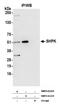 Sorting Nexin 16 antibody, NBP2-61224, Novus Biologicals, Western Blot image 