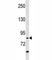 Receptor Interacting Serine/Threonine Kinase 4 antibody, F50790-0.4ML, NSJ Bioreagents, Western Blot image 