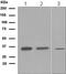 Sirtuin 5 antibody, ab108968, Abcam, Western Blot image 