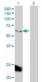 Mediator Complex Subunit 1 antibody, H00005469-M01, Novus Biologicals, Western Blot image 