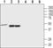 Oxytocin Receptor antibody, PA5-77764, Invitrogen Antibodies, Western Blot image 