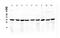 Coatomer Protein Complex Subunit Epsilon antibody, A04544, Boster Biological Technology, Western Blot image 