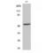 p53 antibody, LS-C385306, Lifespan Biosciences, Western Blot image 