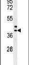 CAMLG antibody, PA5-25779, Invitrogen Antibodies, Western Blot image 