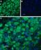 5-Hydroxytryptamine Receptor 3B antibody, PA5-77747, Invitrogen Antibodies, Immunohistochemistry frozen image 