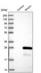 Ras Homolog Family Member H antibody, PA5-56443, Invitrogen Antibodies, Western Blot image 