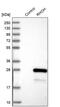 Rho-related GTP-binding protein RhoH antibody, PA5-56443, Invitrogen Antibodies, Western Blot image 