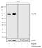 Tripartite Motif Containing 28 antibody, 720016, Invitrogen Antibodies, Western Blot image 