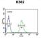 UBA Domain Containing 1 antibody, abx032492, Abbexa, Western Blot image 