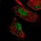 MIER Family Member 3 antibody, NBP2-58160, Novus Biologicals, Immunocytochemistry image 