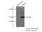 Serine/Threonine Kinase 38 antibody, 11105-1-AP, Proteintech Group, Immunoprecipitation image 