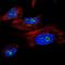 Tripartite Motif Containing 41 antibody, HPA024204, Atlas Antibodies, Immunofluorescence image 