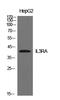 Interleukin 3 Receptor Subunit Alpha antibody, STJ97265, St John