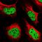 RHE antibody, HPA037475, Atlas Antibodies, Immunofluorescence image 