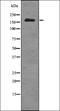 DNA Topoisomerase II Binding Protein 1 antibody, orb336177, Biorbyt, Western Blot image 