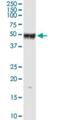 Protein Phosphatase 1 Regulatory Subunit 12B antibody, H00004660-D01P, Novus Biologicals, Western Blot image 