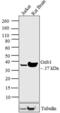 G Protein Subunit Beta 1 antibody, GTX23433, GeneTex, Western Blot image 