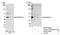 Zinc Finger RANBP2-Type Containing 2 antibody, NB100-55322, Novus Biologicals, Western Blot image 