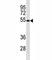 Mitochondrial Antiviral Signaling Protein antibody, F47745-0.4ML, NSJ Bioreagents, Western Blot image 