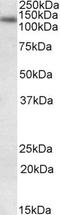 DNA Ligase 1 antibody, PA5-19162, Invitrogen Antibodies, Western Blot image 