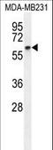 Cycb antibody, LS-C168461, Lifespan Biosciences, Western Blot image 