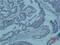 Baculoviral IAP Repeat Containing 5 antibody, abx159349, Abbexa, Immunohistochemistry paraffin image 