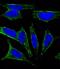 Cholinergic Receptor Muscarinic 2 antibody, MBS9200345, MyBioSource, Immunofluorescence image 