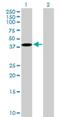 Elastin Microfibril Interfacer 1 antibody, H00011117-B01P, Novus Biologicals, Western Blot image 