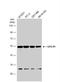 Growth Hormone Secretagogue Receptor antibody, NBP2-16655, Novus Biologicals, Western Blot image 