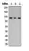 Filaggrin antibody, orb393053, Biorbyt, Western Blot image 
