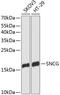 Synuclein Gamma antibody, orb541739, Biorbyt, Western Blot image 