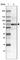 Sorbin And SH3 Domain Containing 1 antibody, HPA027559, Atlas Antibodies, Western Blot image 