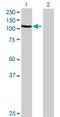 Zinc Finger CCHC-Type Containing 8 antibody, ab68739, Abcam, Western Blot image 