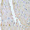 Neutrophil defensin 1 antibody, abx005247, Abbexa, Western Blot image 