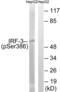 Interferon Regulatory Factor 3 antibody, LS-C199139, Lifespan Biosciences, Western Blot image 