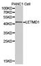 LETM1 Domain Containing 1 antibody, LS-C192962, Lifespan Biosciences, Western Blot image 