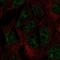 DNA Methyltransferase 3 Like antibody, NBP2-58155, Novus Biologicals, Immunofluorescence image 