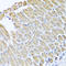 Growth Factor, Augmenter Of Liver Regeneration antibody, LS-C334073, Lifespan Biosciences, Immunohistochemistry paraffin image 