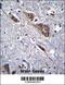 ELAV-like protein 2 antibody, 56-745, ProSci, Immunohistochemistry frozen image 