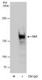 Stromal Antigen 2 antibody, PA5-78339, Invitrogen Antibodies, Immunoprecipitation image 