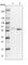 Brain-specific angiogenesis inhibitor 1-associated protein 2 antibody, HPA027421, Atlas Antibodies, Western Blot image 