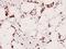 CAMP Responsive Element Binding Protein 1 antibody, A00577S129, Boster Biological Technology, Immunohistochemistry frozen image 