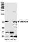 Transmembrane protein 214 antibody, A305-792A-M, Bethyl Labs, Western Blot image 