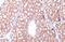 Androgen Receptor antibody, GTX636021, GeneTex, Immunohistochemistry paraffin image 